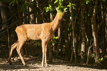 Roebuck in an oak forest feeding on oak leaves