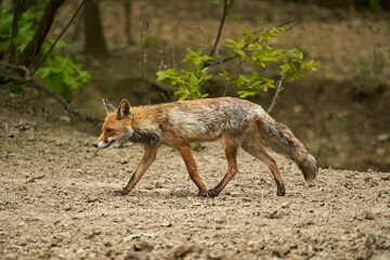 Male fox in the forest