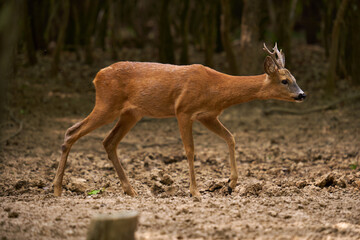 Roebuck in an oak forest