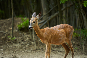 Naklejka na ściany i meble Pregnant roe deer in the forest