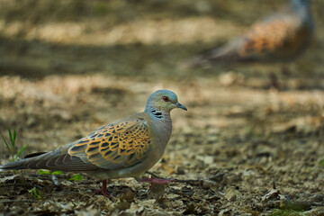 European turtle dove in the forest