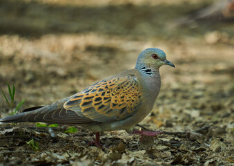 European turtle dove in the forest