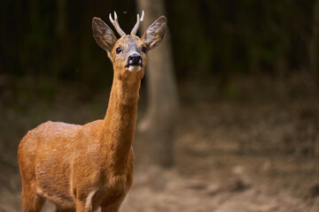 Obraz premium Roebuck in an oak forest sniffing predators
