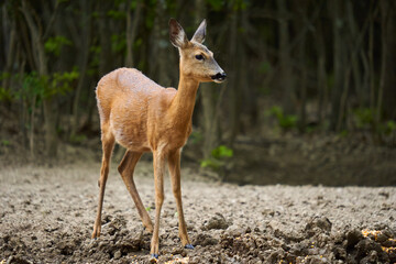 Pregnant roe deer in the forest