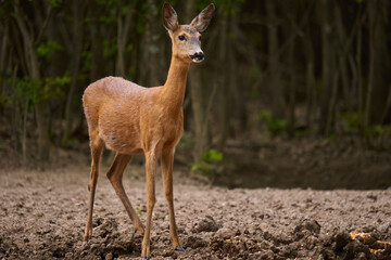 Pregnant roe deer in the forest