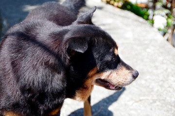 台湾の街中にいる野良犬
