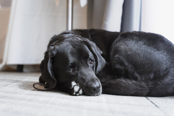 Black Labrador who works as a guide dog for a blind woman. Assistant for the blind person. sitting...