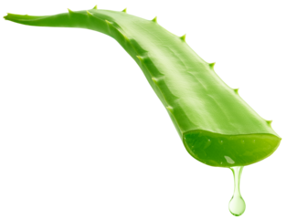 Aloe Vera gel dripping	
