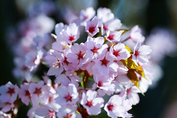 Spring cherry blossom