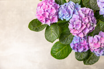 Hydrangea Blooming. Hydrangea on a colorful blurred background. Hydrangea in a pot. Beautiful flowers. Spring bouquet. Blue, pink and lilac hydrangea flowers.Retro