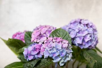 Hydrangea Blooming. Hydrangea on a colorful blurred background. Hydrangea in a pot. Beautiful flowers. Spring bouquet. Blue, pink and lilac hydrangea flowers.Retro