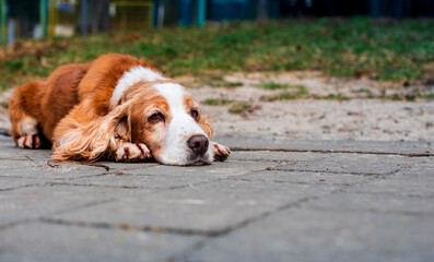 A cocker spaniel dog lies sad on the alley in the park. She is eight years old and has red fur. The photo is blurred