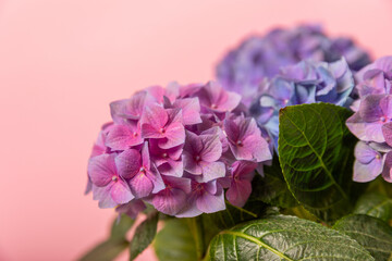 Obraz premium Hydrangea Blooming. Hydrangea on a colorful blurred background. Hydrangea in a pot. Beautiful flowers. Spring bouquet. Blue, pink and lilac hydrangea flowers.Retro