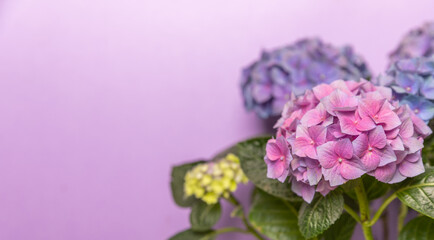 Hydrangea Blooming. Hydrangea on a colorful blurred background. Hydrangea in a pot. Beautiful flowers. Spring bouquet. Blue, pink and lilac hydrangea flowers.Retro