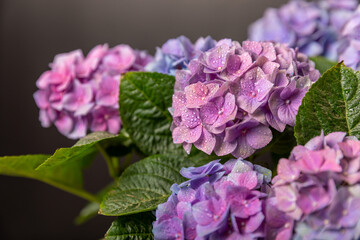 Hydrangea Blooming.Vintage hydrangea flowers on a black background.Hydrangea in a pot.Beautiful spring bouquet. Blue, pink and lilac hydrangea flowers.Flower background. Floral illustration.Retro