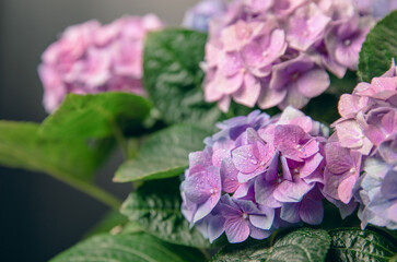 Hydrangea Blooming.Vintage hydrangea flowers on a black background.Hydrangea in a pot.Beautiful spring bouquet. Blue, pink and lilac hydrangea flowers.Flower background. Floral illustration.Retro