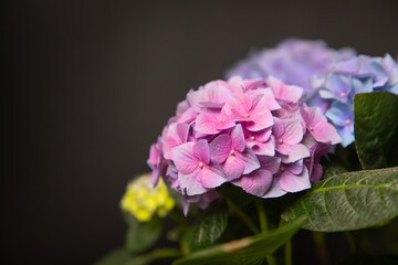 Fototapeta premium Hydrangea Blooming.Vintage hydrangea flowers on a black background.Hydrangea in a pot.Beautiful spring bouquet. Blue, pink and lilac hydrangea flowers.Flower background. Floral illustration.Retro