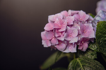 Hydrangea Blooming.Vintage hydrangea flowers on a black background.Hydrangea in a pot.Beautiful spring bouquet. Blue, pink and lilac hydrangea flowers.Flower background. Floral illustration.Retro