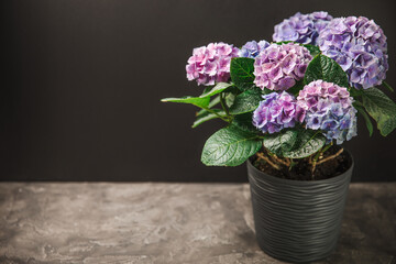 Hydrangea Blooming.Vintage hydrangea flowers on a black background.Hydrangea in a pot.Beautiful spring bouquet. Blue, pink and lilac hydrangea flowers.Flower background. Floral illustration.Retro