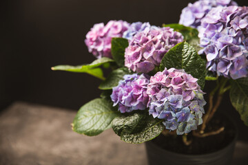 Hydrangea Blooming.Vintage hydrangea flowers on a black background.Hydrangea in a pot.Beautiful spring bouquet. Blue, pink and lilac hydrangea flowers.Flower background. Floral illustration.Retro