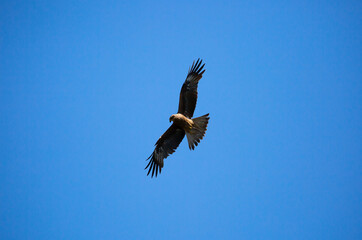 Eagle in flight against the blue sky.