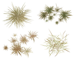 Top view set of dry grass isolated on transparent background, 2d plants, 3d render illustration.