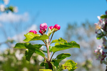 Flower buds at pink bud stage about to open on an apple tree in spring.