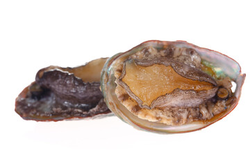 Abalone shellfish on a white background