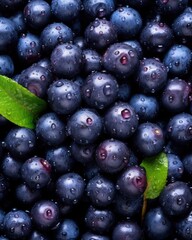 blueberries fresh and wet fullframe