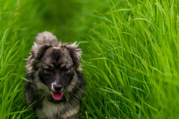 karst shepherd dog in Tall green grass australian portrait outdoors Purebred meadow standing tongue out RUN.