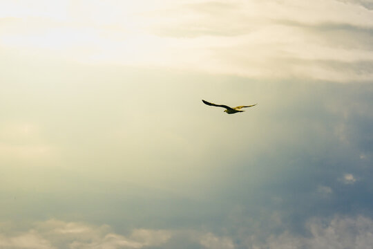 Soaring through the endless sky, this majestic seagull embraces the radiant sun and the vast expanse of the blue heavens