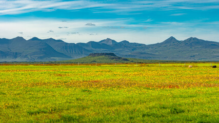 Icelandic landscape with a small volcanic crater called Eldborg a blue sky and summer day, Iceland