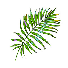 Green palm leaf. Colorful tropical leaves on a white background. Botanical illustration isolated. Hand drawn sketch. Cartoon. Vector.