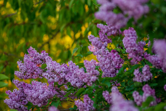 Syringa vulgaris, the lilac or common lilac Blooming purple flowers green background, close up branch Bouquet  garden beautiful wallpaper delicate PARFUMS Selective focus cluster smell copy space.