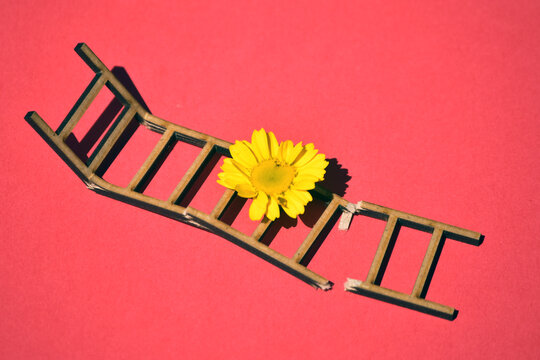 Close-up of Stair and flower against red background