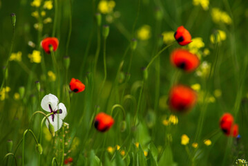 Beautiful field of red poppies in the sunset light poppy wild small flower meadow floral background, sunset  Amazing Landscape selective focus Opium Natural drugs countryside summer green Romantic.