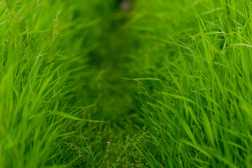 Tall Green grass path fern leaf texture, nature background Fresh lawn. Green field Lane narrow   forest copy space.