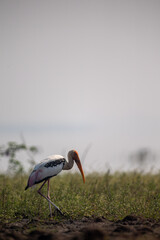 black crowned crane