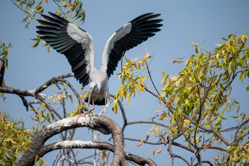 vulture in flight