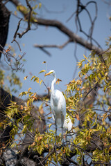 great heron