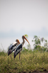 yellow billed stork in nature