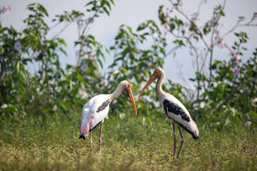 heron ardea cinerea