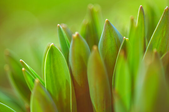 green orange tulip leaves in sunny garden closeup