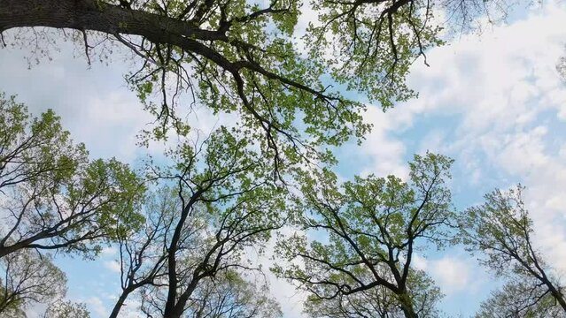 Oak trees in the green forest. FPV aerial video throw the forest. Tree branches in the rainforest. The beauty and wildness of the forest seen through the lens of a drone sneaking through tree branches