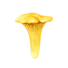 Chanterelle mushroom watercolor illustration. Hand drawn Cantharellus cibarius image. Chanterelle edible mushroom single element. Vintage style realistic illustration. Isolated on white background © anitapol