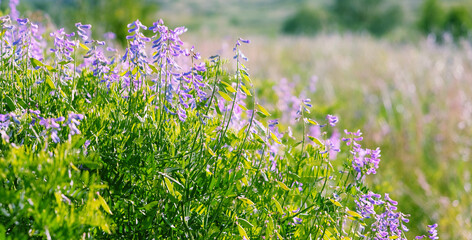 beautiful violet flowers close up on sunny meadow, natural abstract background. beautiful rustic...