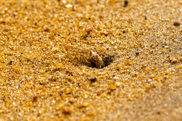 Ocypode brevicorni crab on the beach of Sri Lanka