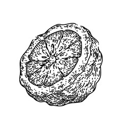 bergamot cut fruit natural hand drawn. citrus healthy, ingredient organic, food leaf, tropical aroma, fresh herb bergamot cut fruit natural vector sketch. isolated black illustration