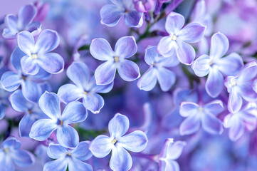 Macro image of spring lilac purple flowers, abstract soft floral background