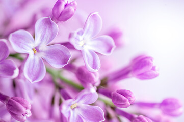 Fototapeta na wymiar Macro image of spring soft violet lilac flowers, natural seasonal floral background.